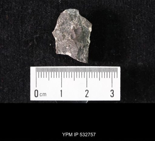 Crepicephalus sp.