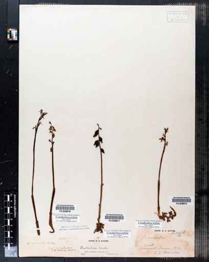 Corallorhiza trifida