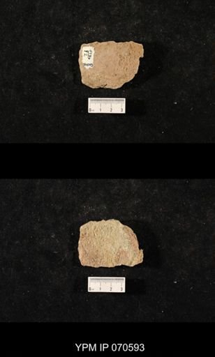 Favosites louisvillensis