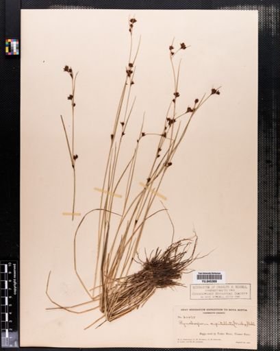 Rhynchospora capitellata
