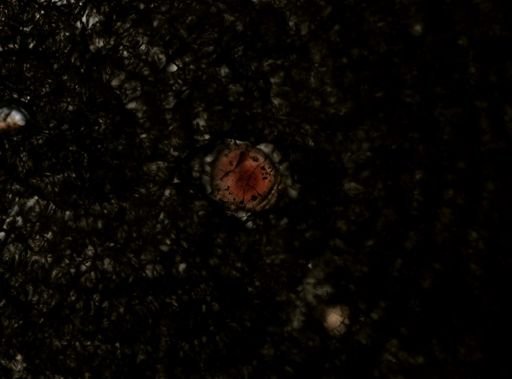Plagiostomum whitmani