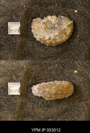 Discoscaphites gulosus