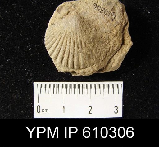 Orthis flabellites