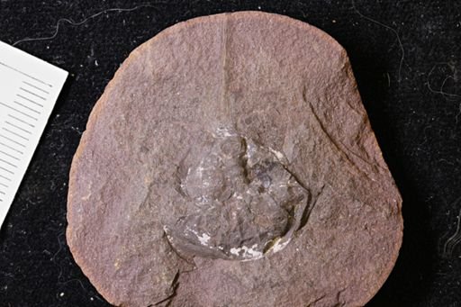 Euproops danae