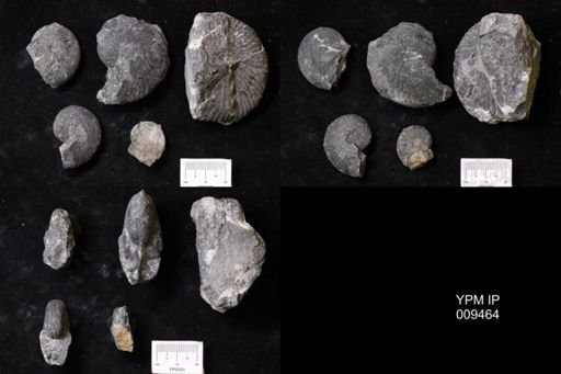 Tropites dieneri