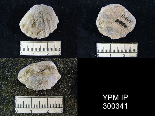 Meekella skenoides