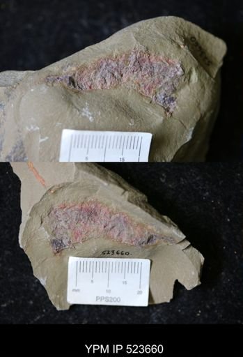 undet. Echinodermata