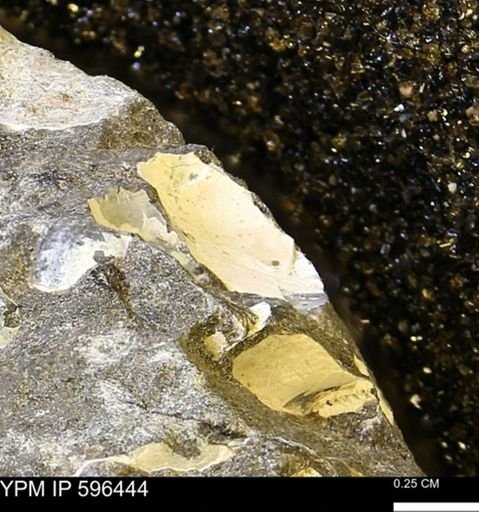 undet. Mollusca