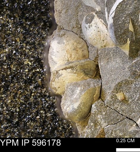 Limopsis striatopunctatus