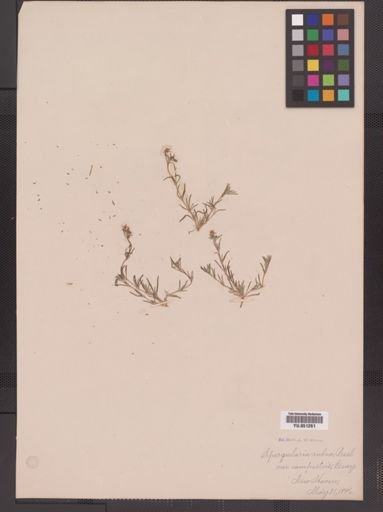 Spergularia rubra