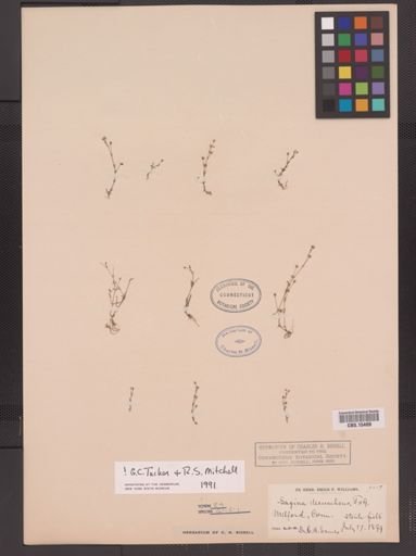 Sagina decumbens