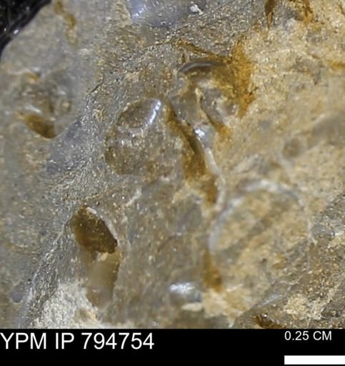 undet. Bivalvia