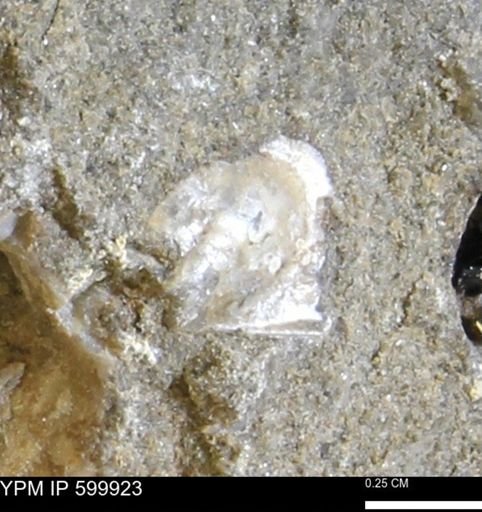 Phelopteria linguaeformis