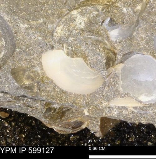 undet. Bryozoa