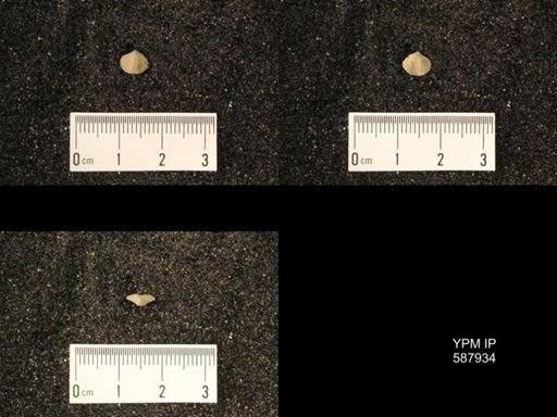Zygospira modesta