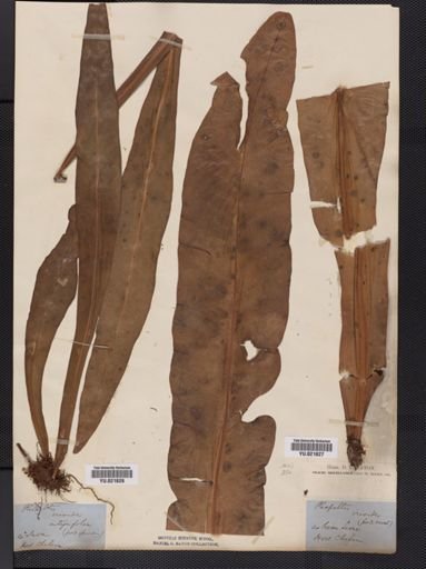 Polypodium