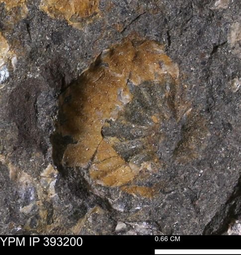 undet. Scaphitidae
