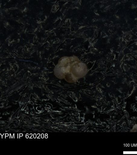 undet. Foraminiferida