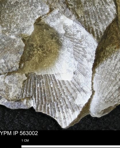 Oxytoma (Hypoxytoma) sp.