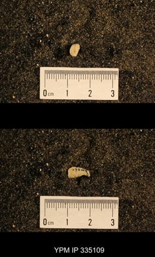 Lophophyllum profundum