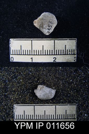Marginifera cristobalensis