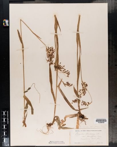Luzula parviflora