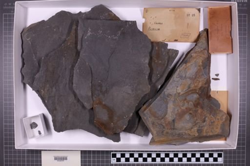 mixed taxa, stratigraphic collection