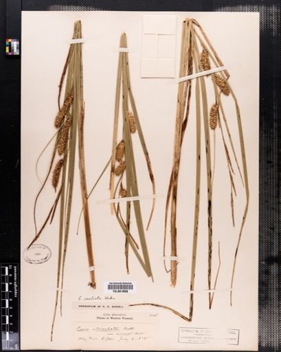 Carex rostrata
