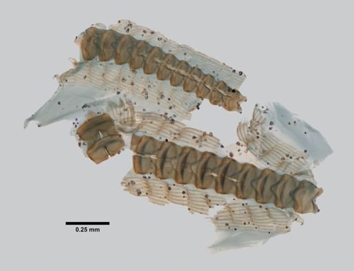 Dendronotus elegans