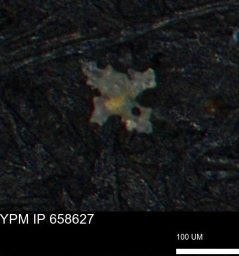 undet. Porifera