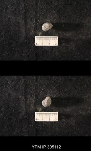 Sinuites cancellatus