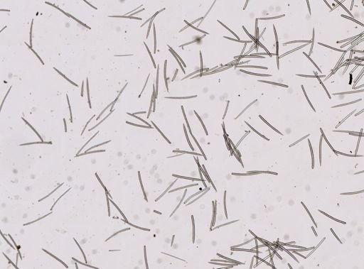 Myxillidae