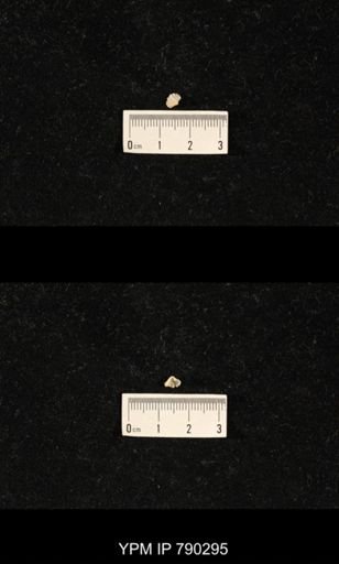 Meekella sp.