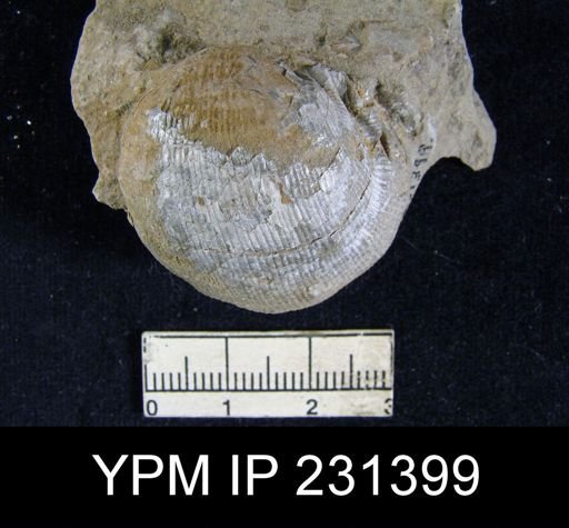 Linoproductus sp.