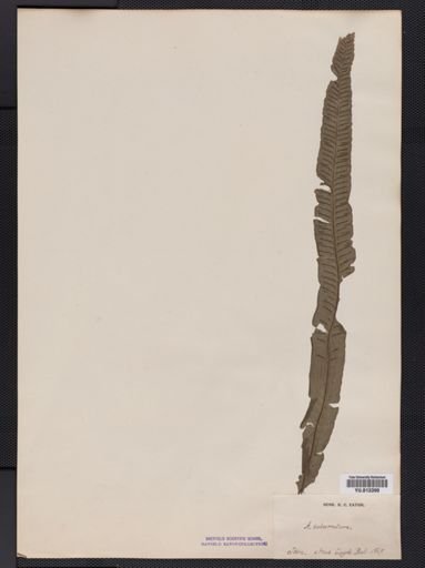Athyrium