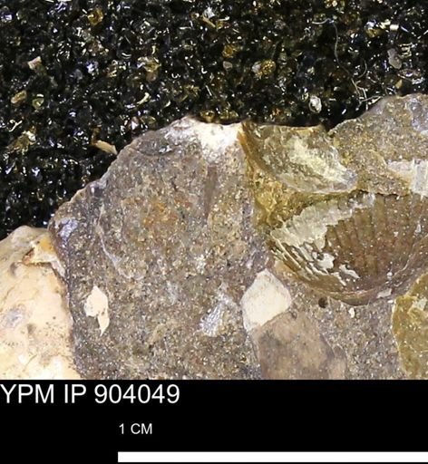 undet. Mollusca
