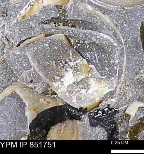 Limopsis striatopunctatus