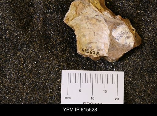 Inoceramus sp.