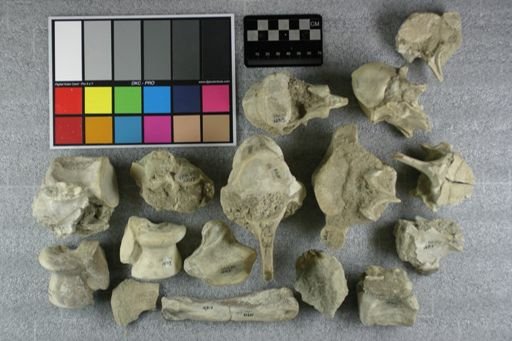 Subhyracodon sp.