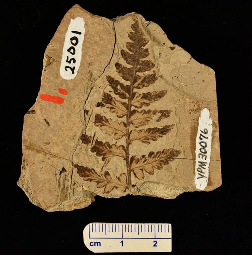 Dryopteris guyotti?