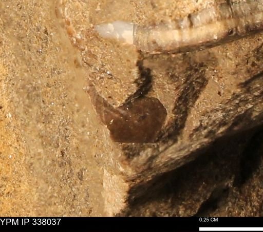 undet. Bivalvia