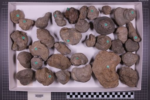 mixed taxa, stratigraphic collection