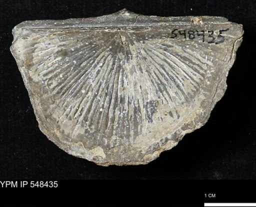Stropheodonta kemperi