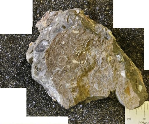 Sphenodiscus sp.