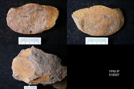 undet. Echinodermata