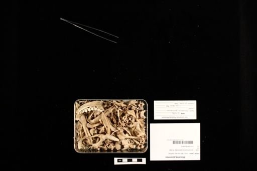 Dracaena guianensis