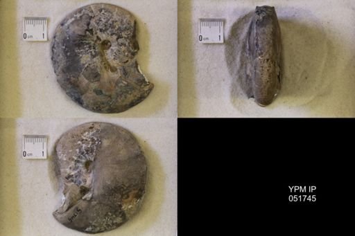 Hoploscaphites nicolletii