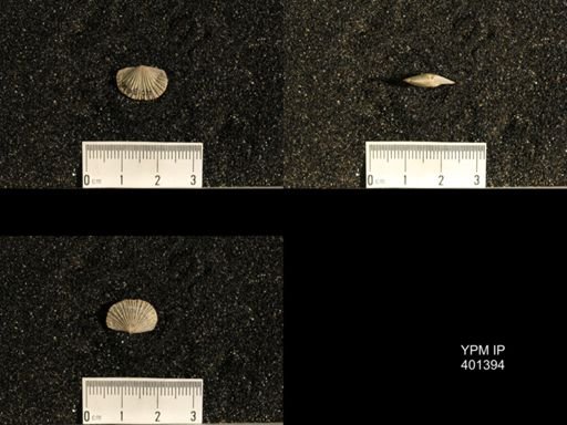 Plectorthis plicatella