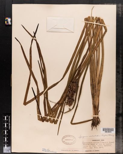 Sparganium androcladum