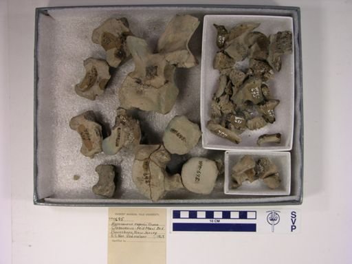 Hyposaurus rogersii